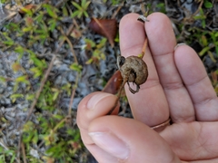 Lepidoptera