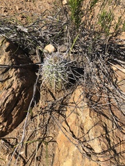 Leucostele skottsbergii, photograph Ben Lyle Bedard, CC BY, iNaturalist via GBIF