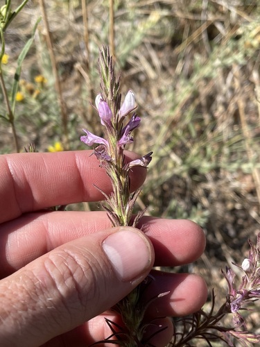 Image of Orthocarpus purpureoalbus by (c) Martin Purdy, some rights reserved (CC BY)