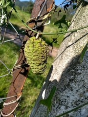 Araujia brachystephana