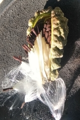 Araujia brachystephana