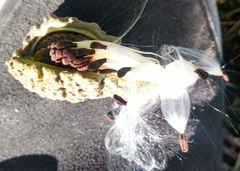 Araujia brachystephana