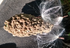 Araujia brachystephana