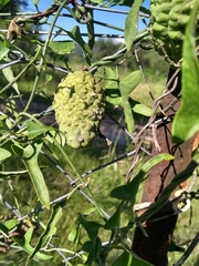 Araujia brachystephana