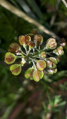 Teesdalia coronopifolia