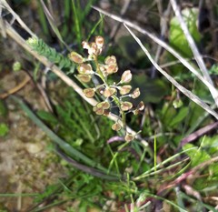 Teesdalia coronopifolia