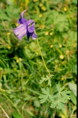 Aquilegia alpina