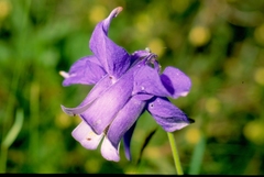 Aquilegia alpina