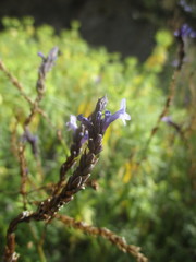 Lavandula canariensis
