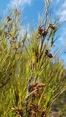 Dracophyllum oliveri