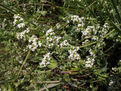 Galium humifusum