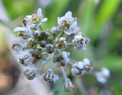 Teesdalia coronopifolia