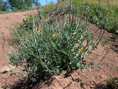 Glaucium corniculatum