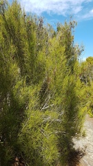 Dracophyllum oliveri