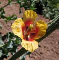 Glaucium corniculatum