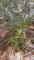 Dracophyllum oliveri