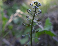 Teesdalia coronopifolia