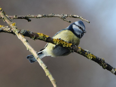 Cyanistes caeruleus