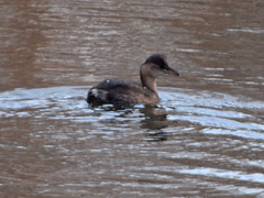 Tachybaptus ruficollis