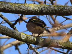 Fringilla coelebs