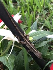 Anolis sagrei