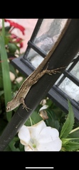 Anolis sagrei