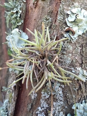 Tillandsia capillaris