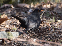 Turdus merula