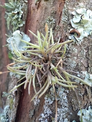 Tillandsia capillaris
