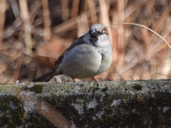 Passer domesticus