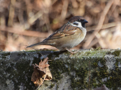 Passer montanus