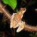 Dendropsophus soaresi - Photo (c) Lucas Grandinetti, μερικά δικαιώματα διατηρούνται (CC BY-SA)