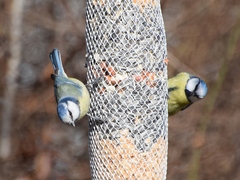 Cyanistes caeruleus