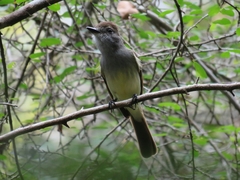 Myiarchus yucatanensis