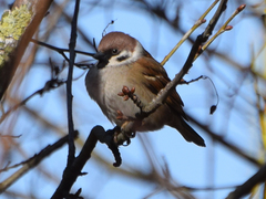 Passer montanus