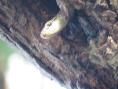 Phrynonax poecilonotus poecilonotus