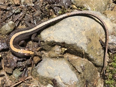 Pholidobolus vertebralis