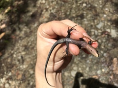 Pholidobolus vertebralis