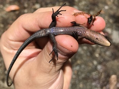 Pholidobolus vertebralis