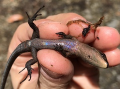 Pholidobolus vertebralis