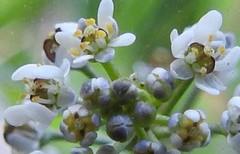 Teesdalia coronopifolia