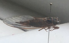 Palapsalta circumdata