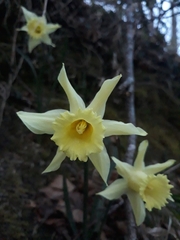 Narcissus pallidiflorus
