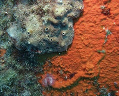 Serpula vermicularis image