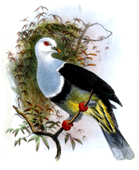 Banded Fruit Dove photo 2