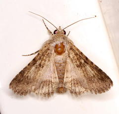 Pandesma