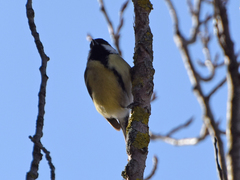 Parus major