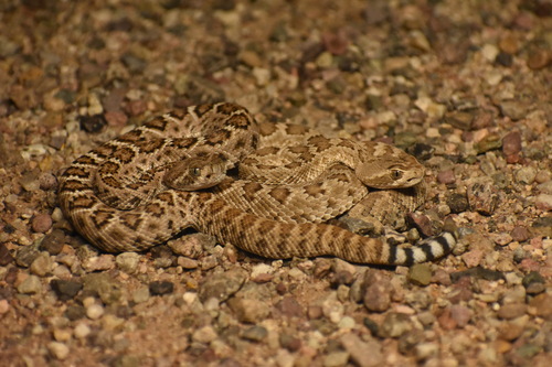 Mojave Rattlesnake