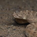 Reptiles - Photo (c) Max Roberts, some rights reserved (CC BY-NC), uploaded by Max Roberts