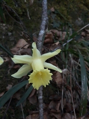 Narcissus pallidiflorus
